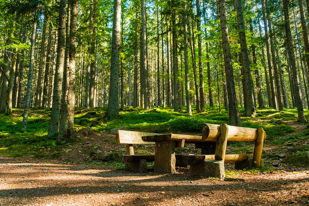 Forest Bathing Benefits | Shinrin-Yoku & Nature Therapy